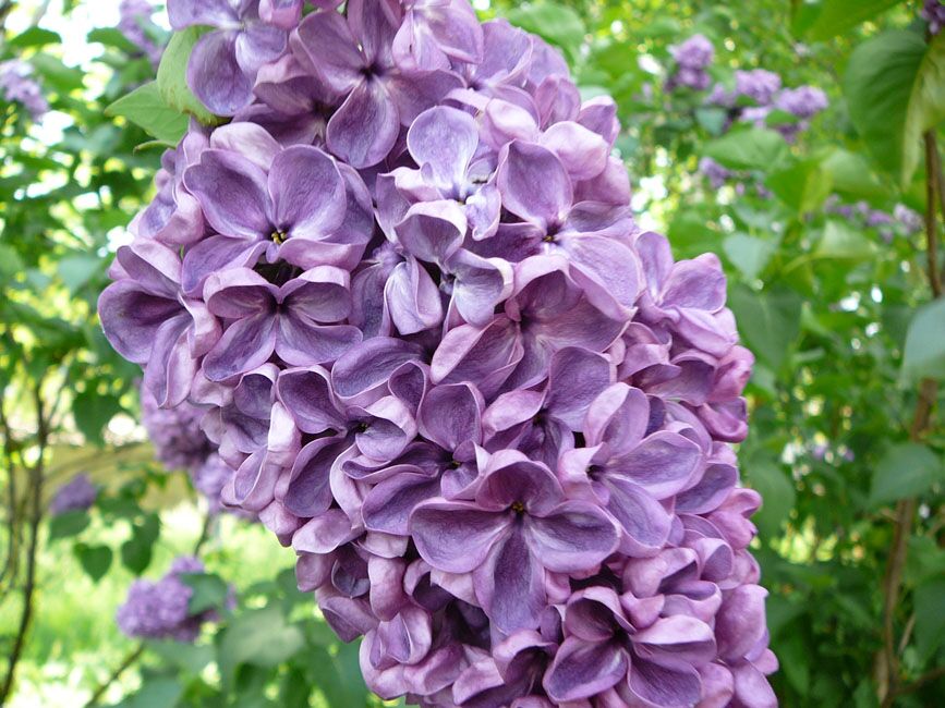 "Massena" Syringa vulgaris